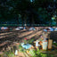 Sunset Soul Sessions: Cacao + Yoga in the Park